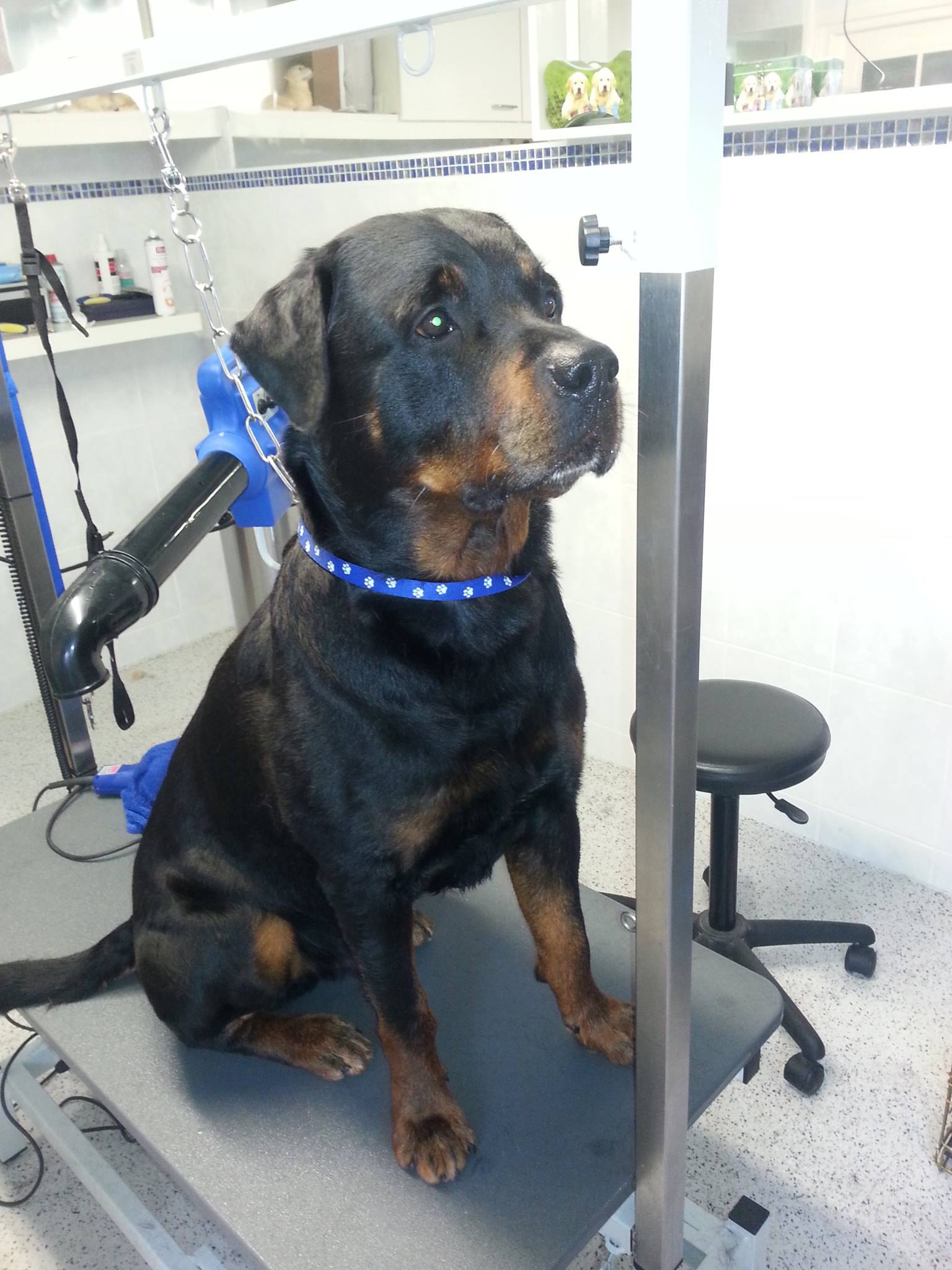 Golden Retriever portret 1