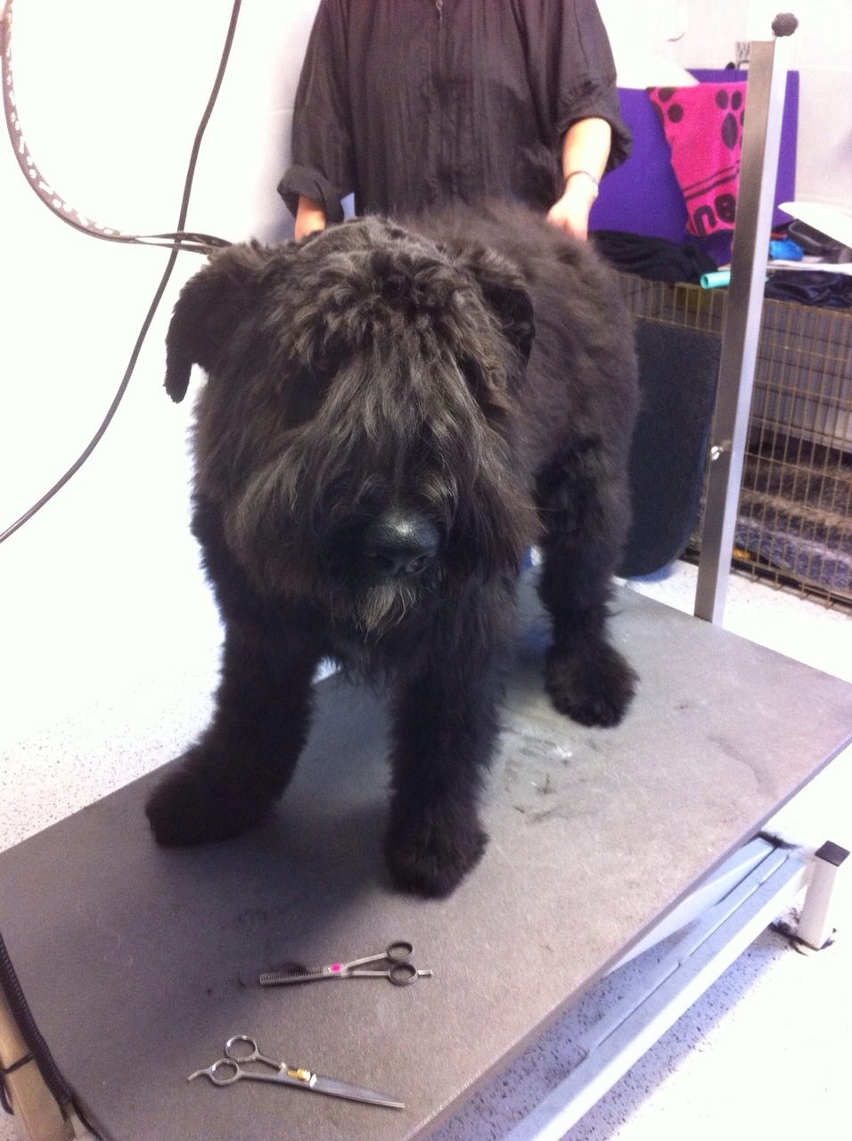 Golden Retriever portret 3