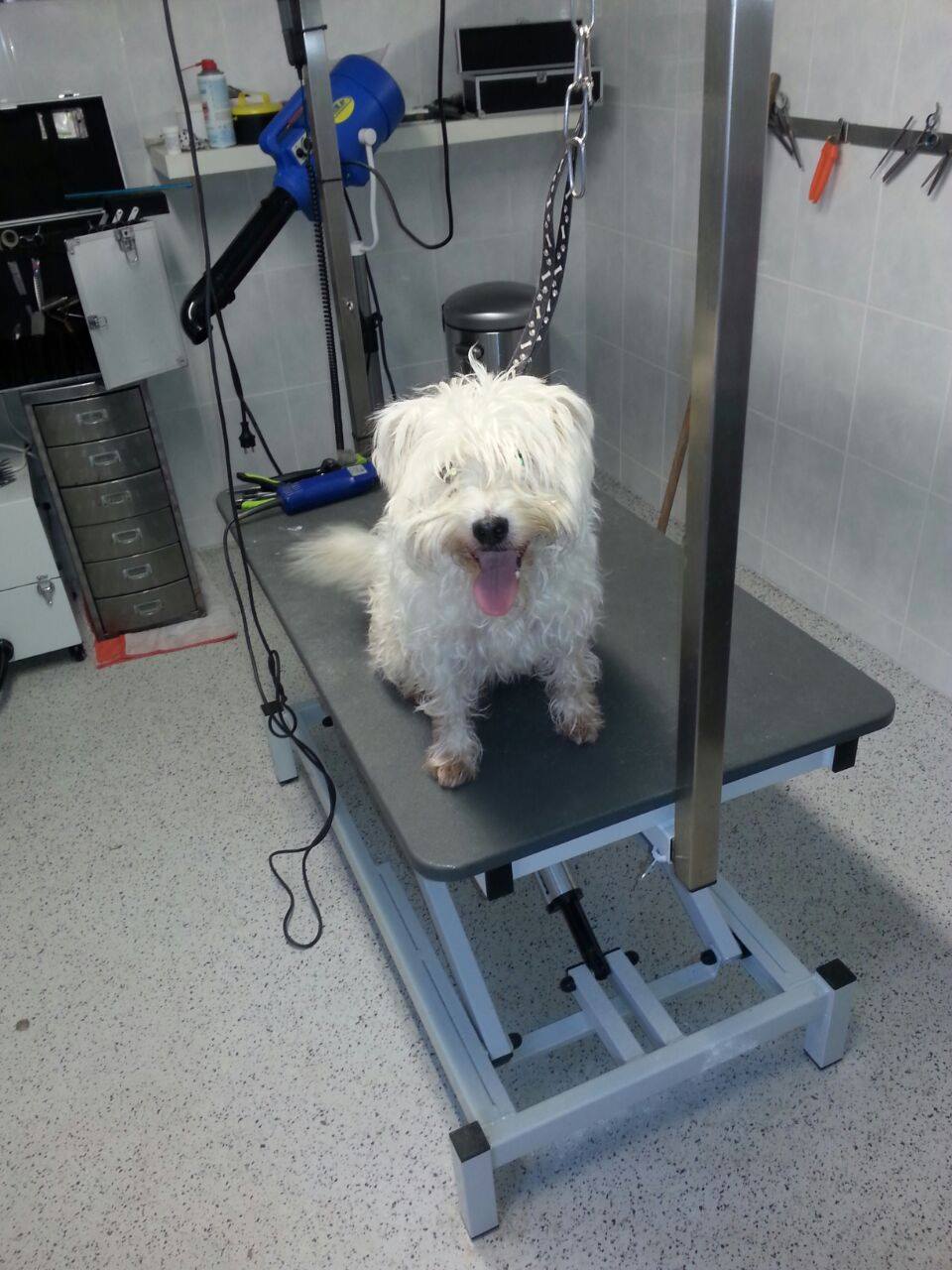 Golden Retriever portret 4