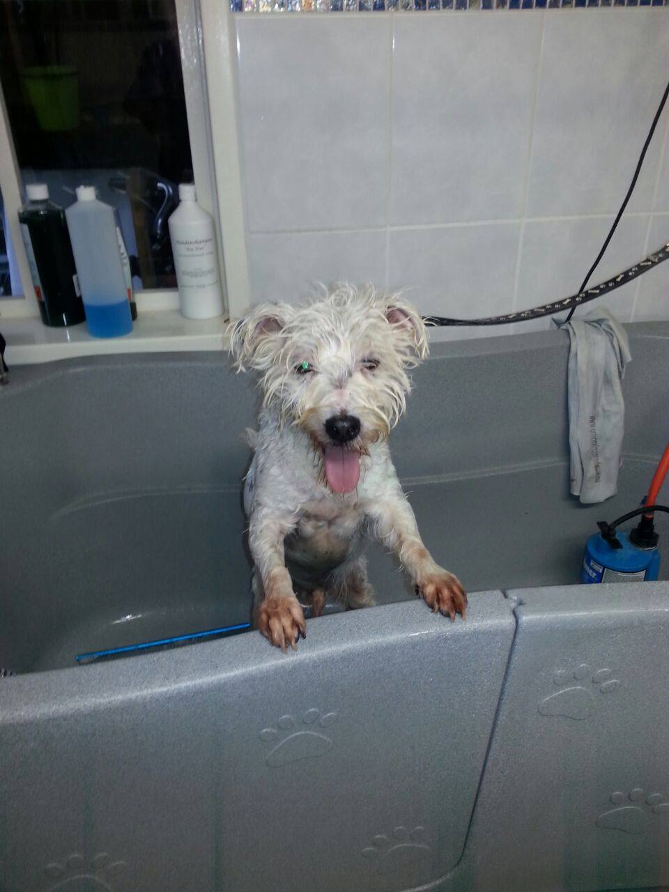 Golden Retriever portret 5