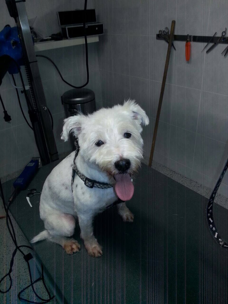 Golden Retriever portret 6