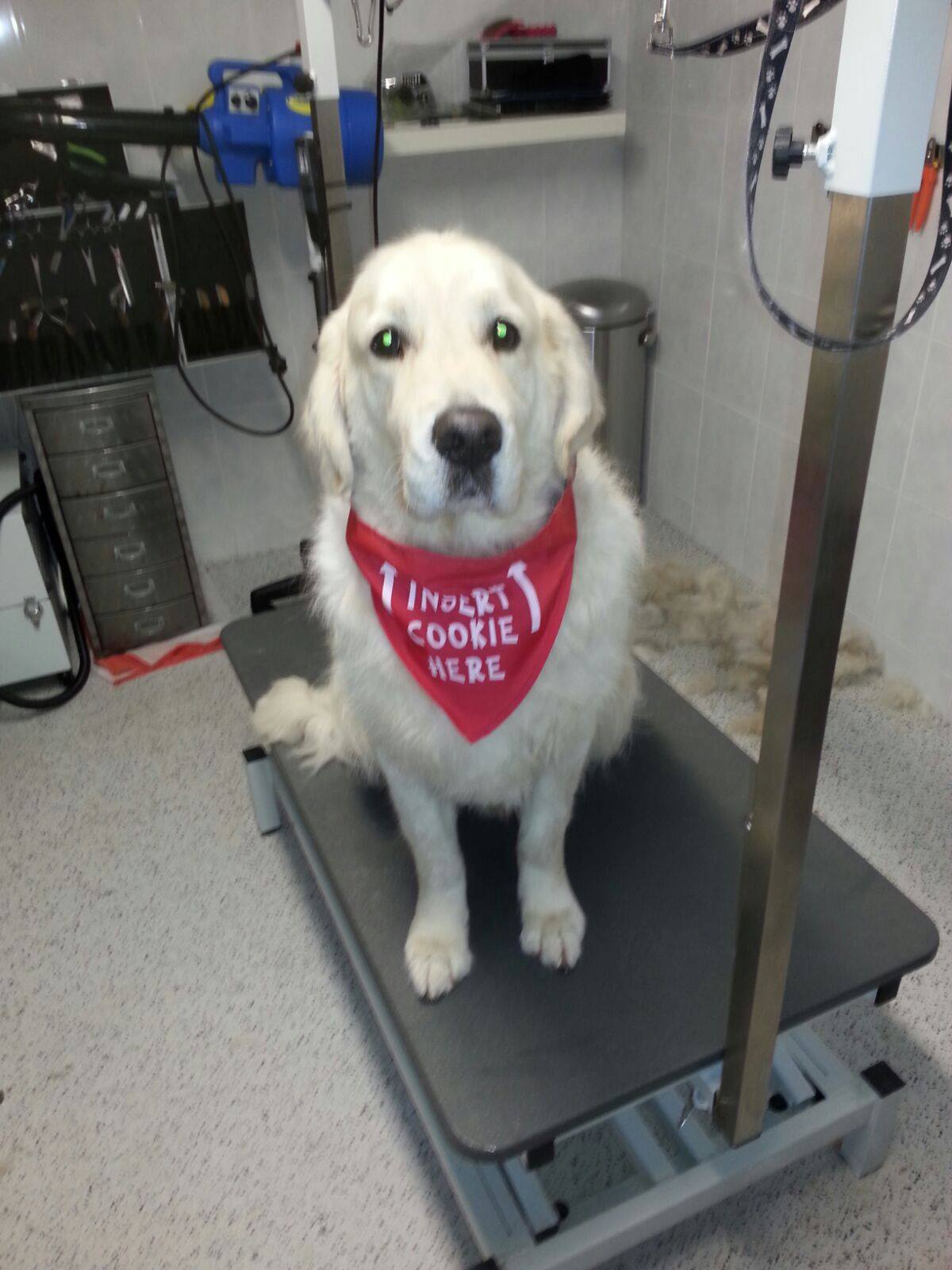 Golden Retriever met bandana