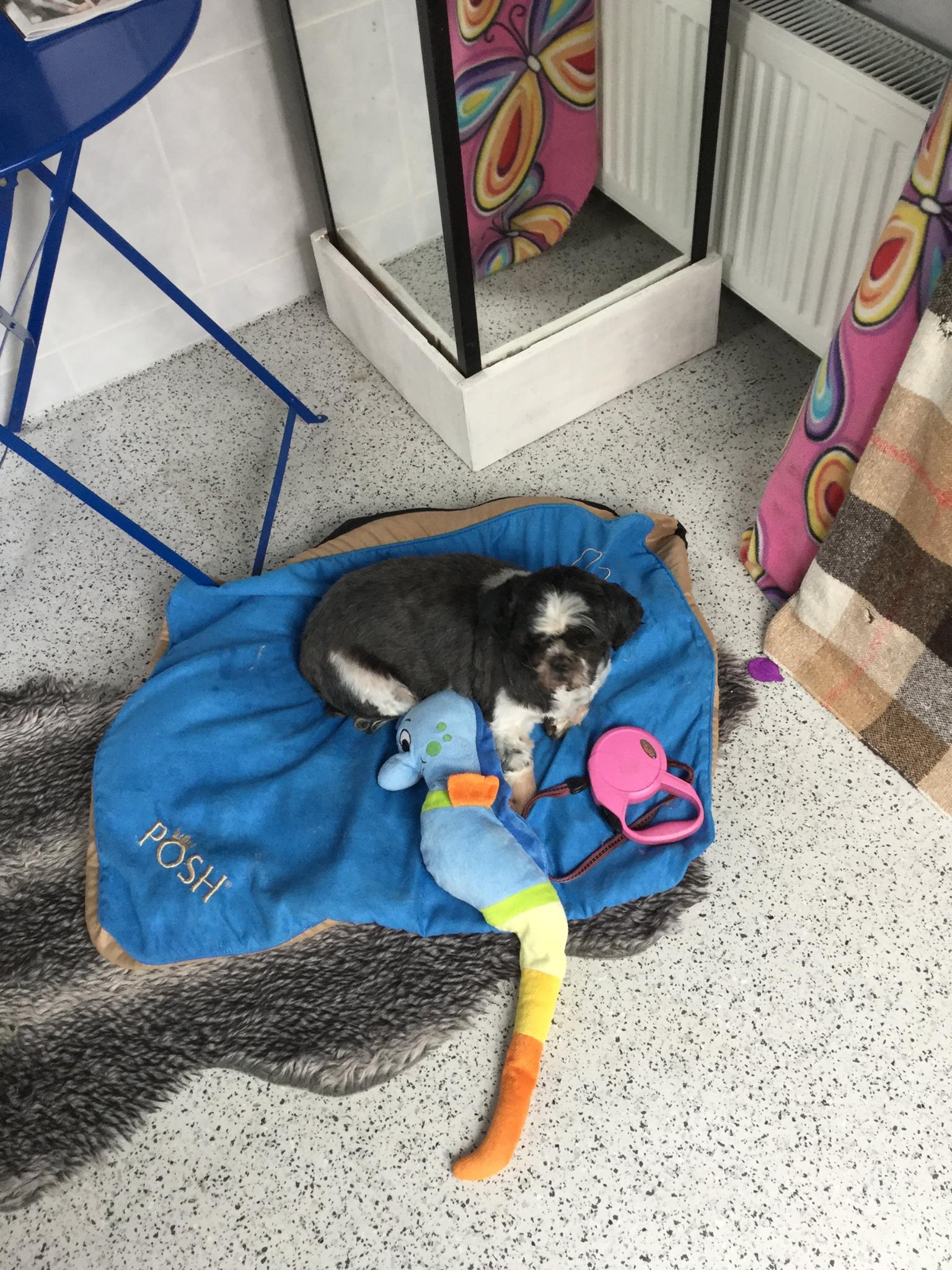 Golden Retriever portret 9