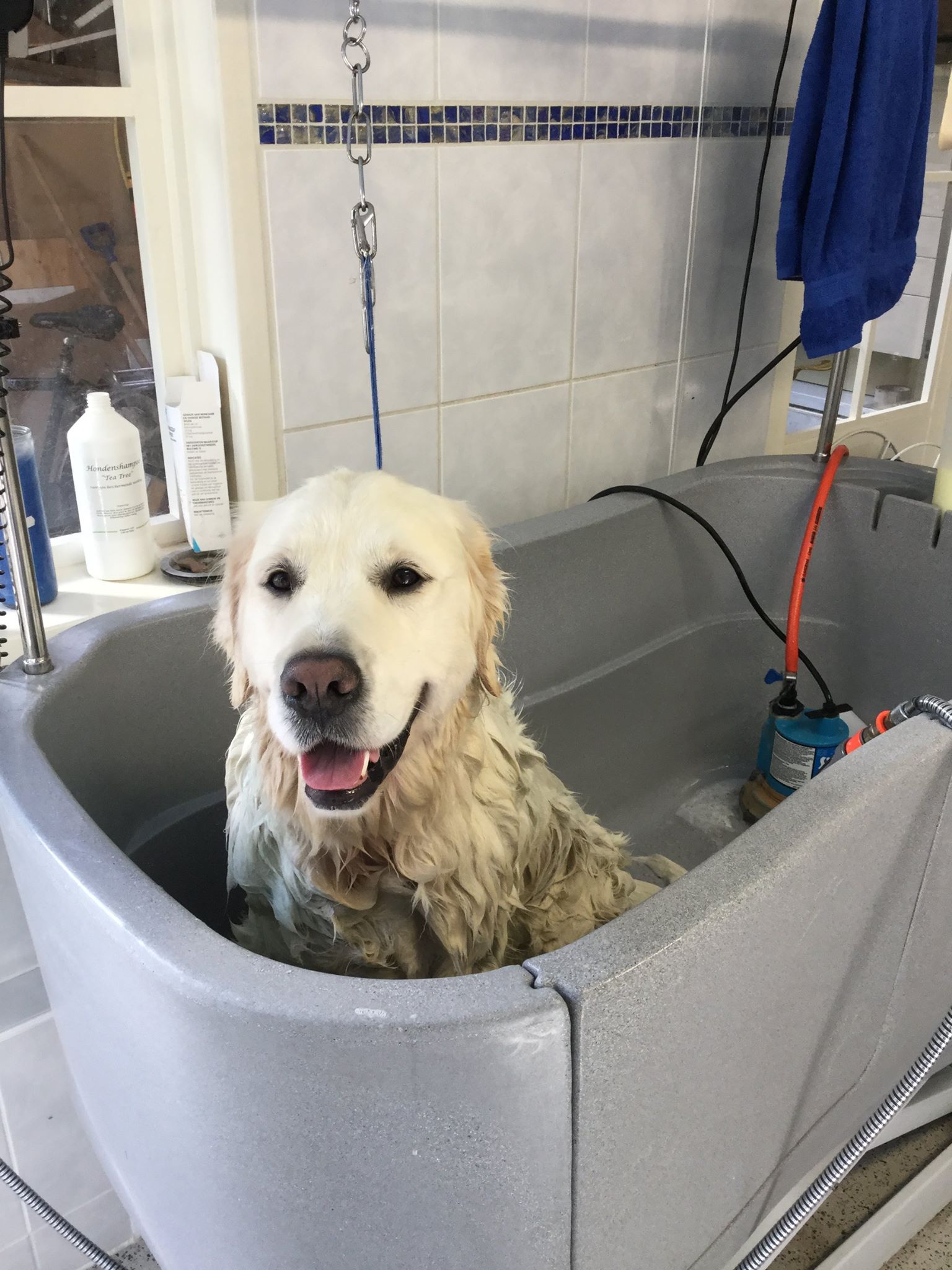 Golden Retriever krijgt een wasbeurt