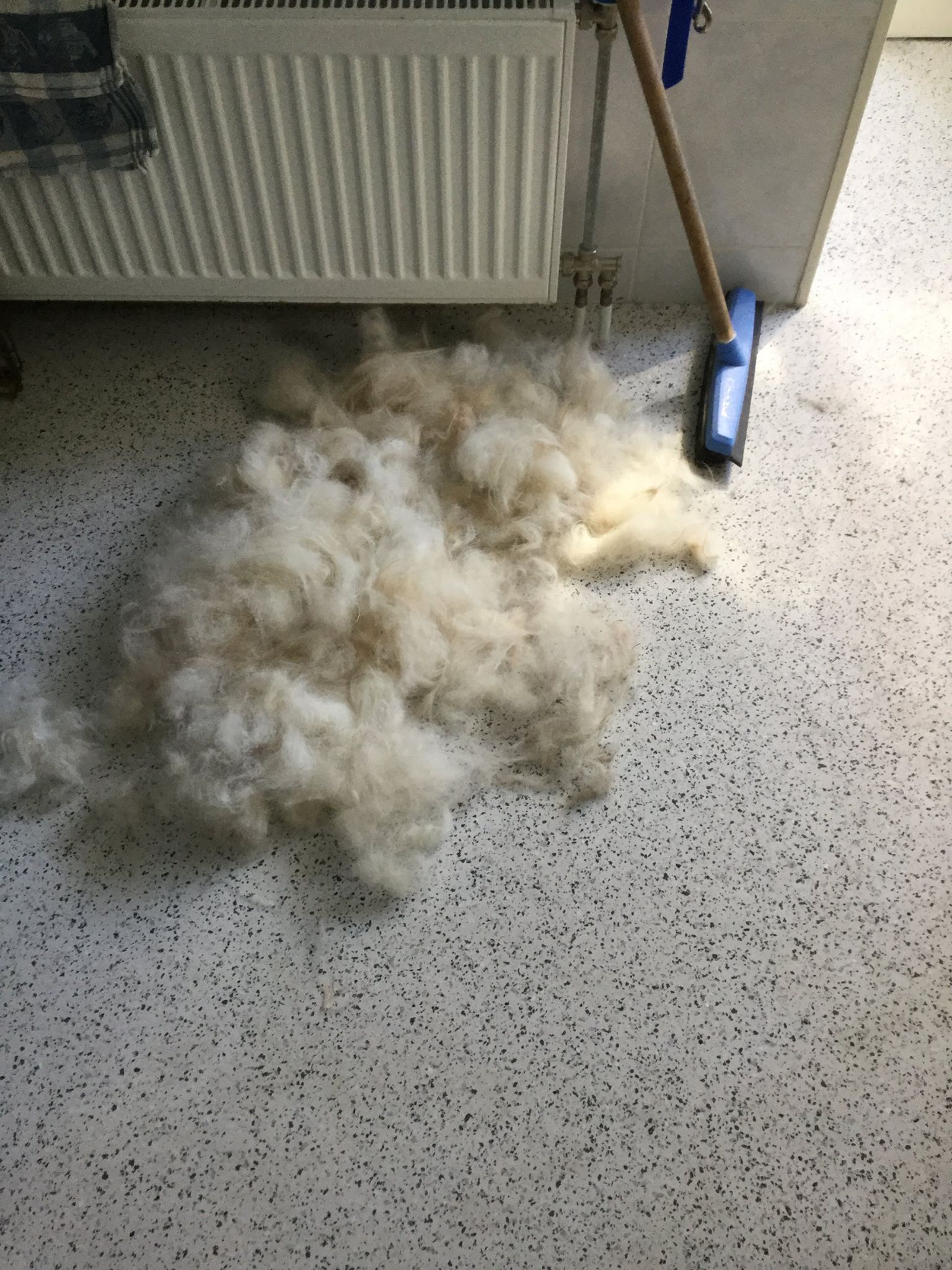 Golden Retriever portret 11