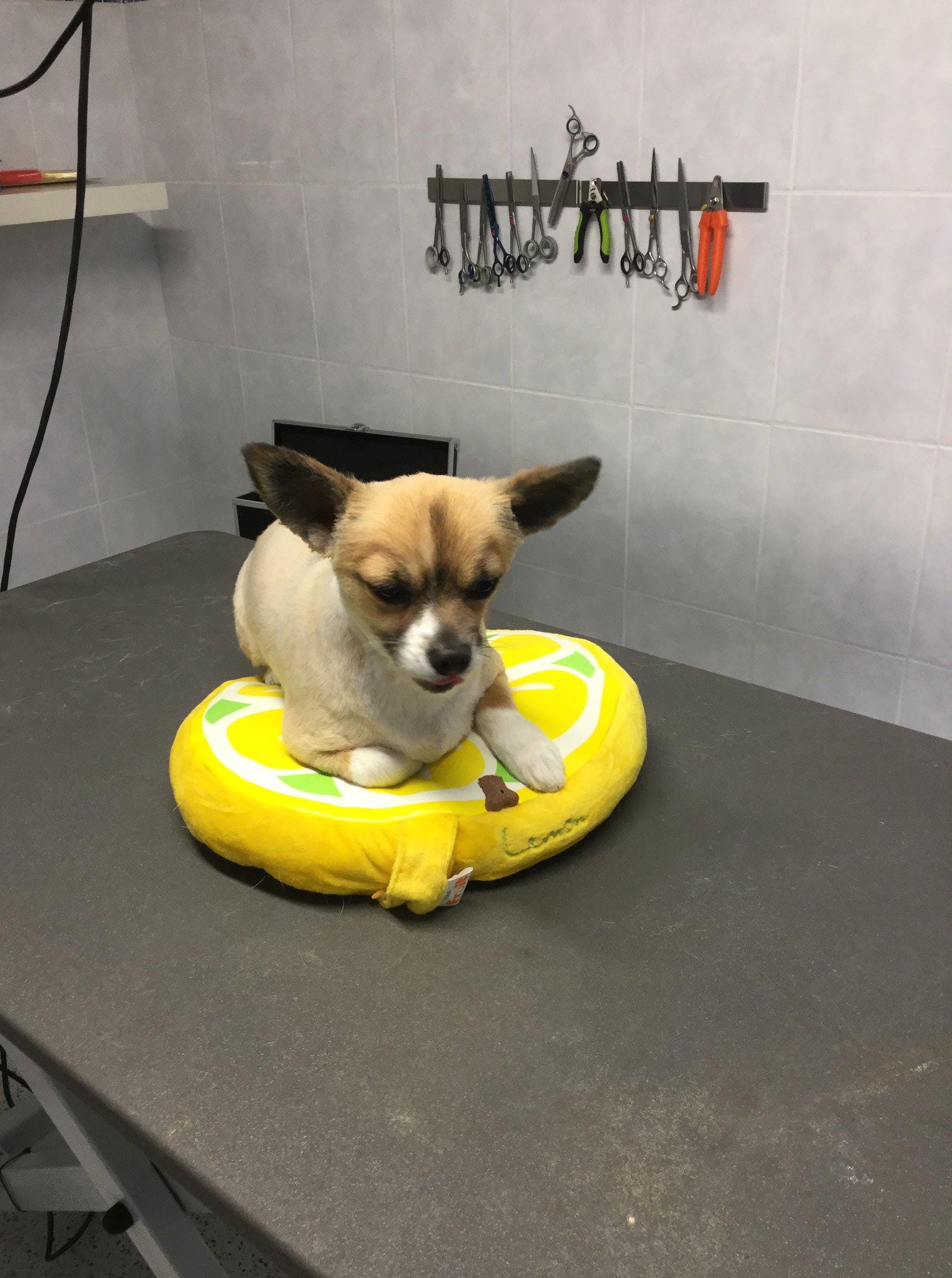 Golden Retriever portret 12