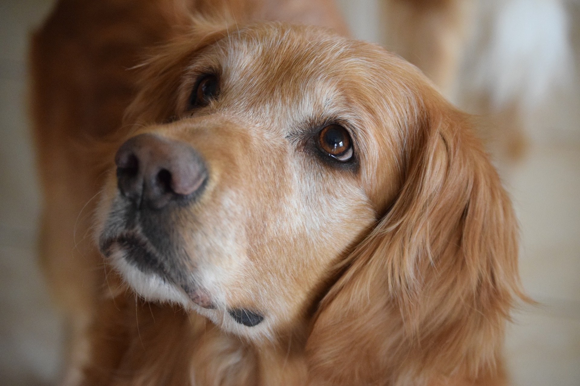 Portret van een Golden Retriever