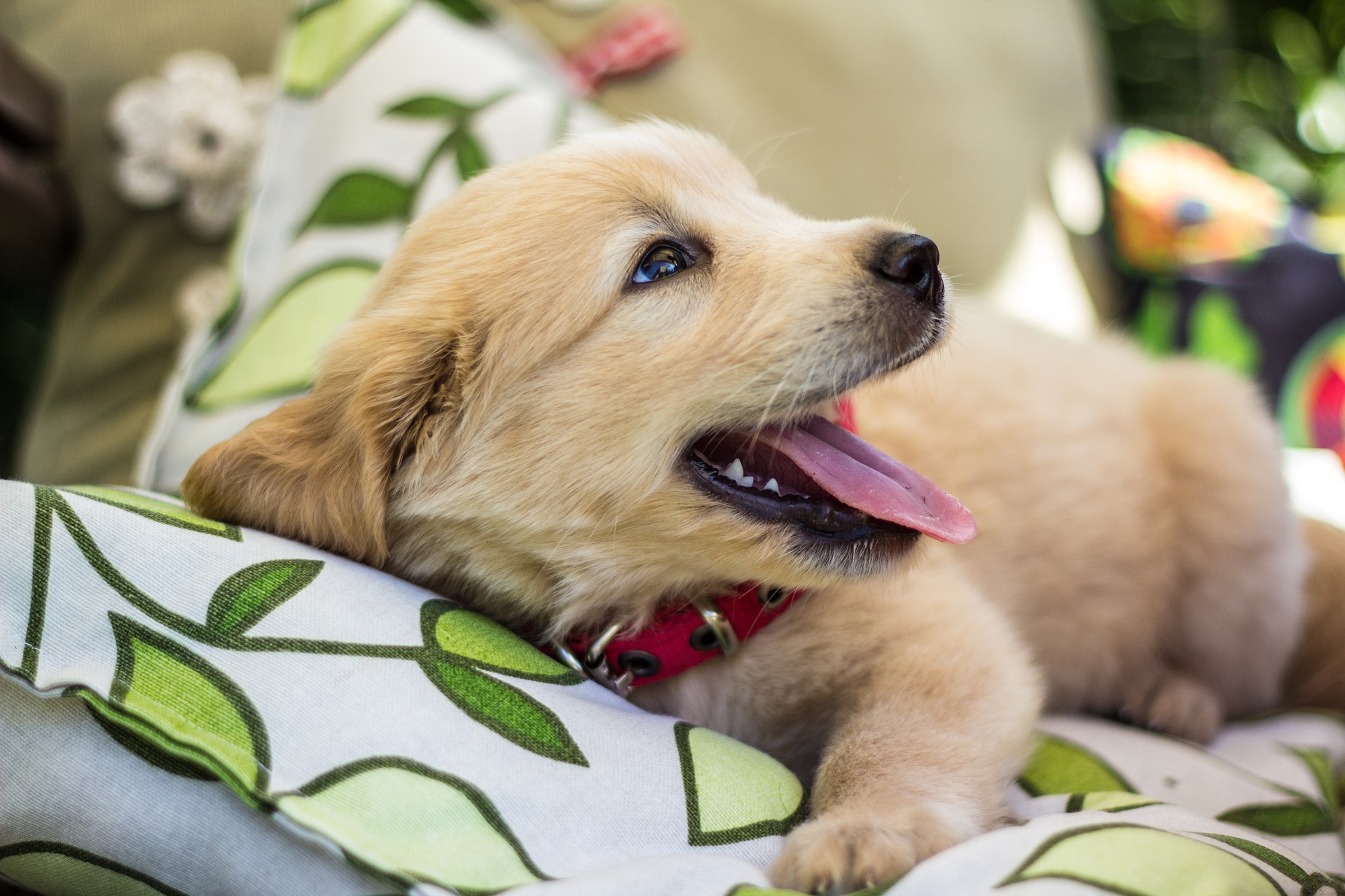 Golden Retriever pup op een kussen